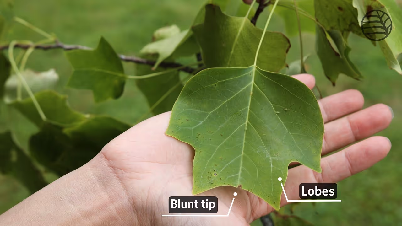 Tulip tree | Liriodendron tulipifera